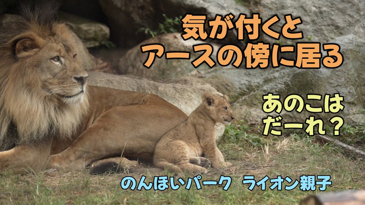 のんほいパーク 気が付くとアースの傍に居る あのこはだーれ? アース親子 Earth&Silk’s Lion family at Toyohashi Zoo のんほいパーク 気が付くとアースの傍に居る あのこはだーれ? アース親子 Earth&Silk’s Lion family at Toyohashi Zoo