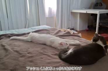 クセの強いさとるくんとかわいいアッシュくん