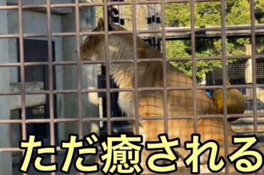 【孤独の56歳】何も考えない休日の最後ライオンに全部癒された