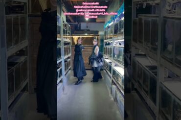 小島凪紗 増本綺良『ドライフルーツ』ペアで踊ってみた♪ 櫻坂46