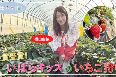 いばらき推し「金賞受賞！いばらキッスのいちご狩り（石岡市）」【出演：横山由依】