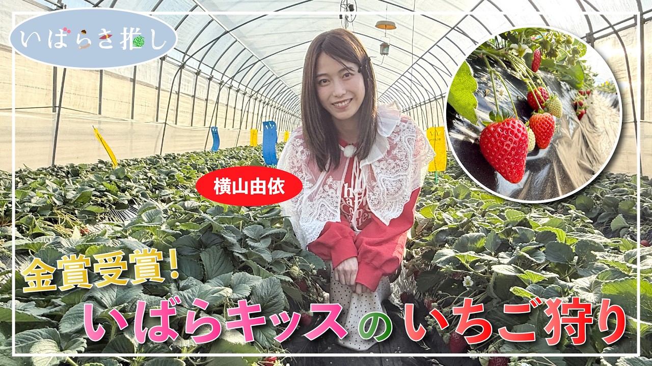 いばらき推し「金賞受賞!いばらキッスのいちご狩り(石岡市)」【出演:横山由依】 いばらき推し「金賞受賞!いばらキッスのいちご狩り(石岡市)」【出演:横山由依】