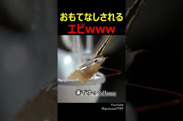おもてなしされるエビwww