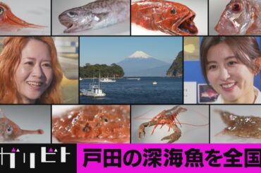 深海魚直送便~深海魚を家庭の食卓へ~（トガリビト第８回）