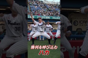 【ハカの仕掛け人】増田珠選手が全身全霊のハカでチームを鼓舞！#swallows  #shorts  #swallows #ヤクルト #東京ヤクルトスワローズ