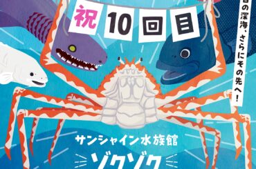 深海のアイドル 「メンダコ」 の展示を開始 サンシャイン水族館で貴重な姿を公開（FINDERS） - Yahoo!ニュース