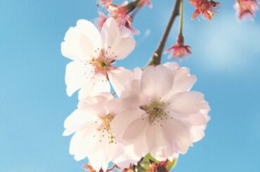 【2026年】卒業ソング定番＆今どき人気25選！おすすめポイントも – THE FIRST TIMES