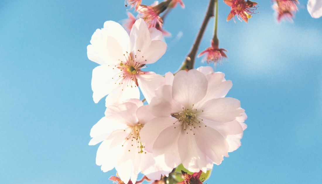 【2026年】卒業ソング定番&今どき人気25選!おすすめポイントも – THE FIRST TIMES 【2026年】卒業ソング定番&今どき人気25選!おすすめポイントも – THE FIRST TIMES