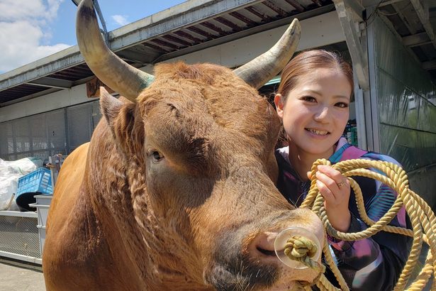 闘牛界のアイドル　引退へ　新力Ｂａｂｙ　１５日、宿敵と最終戦