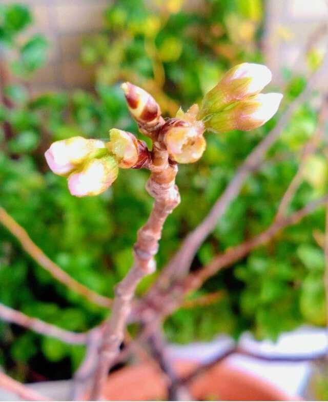 津久井教生さん 公式ブログより引用