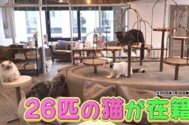 櫻坂46中嶋優月＆谷口愛季と「マイクラ」猫カフェで悶絶！？：有吉ぃぃeeeee！ | テレ東・ＢＳテレ東の読んで見て感じるメディア テレ東プラス