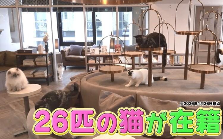 櫻坂46中嶋優月&谷口愛季と「マイクラ」猫カフェで悶絶!?:有吉ぃぃeeeee! | テレ東・BSテレ東の読んで見て感じるメディア テレ東プラス 櫻坂46中嶋優月&谷口愛季と「マイクラ」猫カフェで悶絶!?:有吉ぃぃeeeee! | テレ東・BSテレ東の読んで見て感じるメディア テレ東プラス