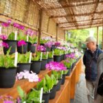 絶滅危惧種のアイドル サクラソウ展始まる 筑波実験植物園