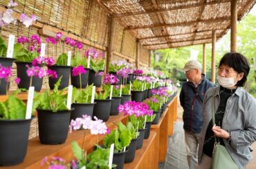 絶滅危惧種のアイドル サクラソウ展始まる 筑波実験植物園