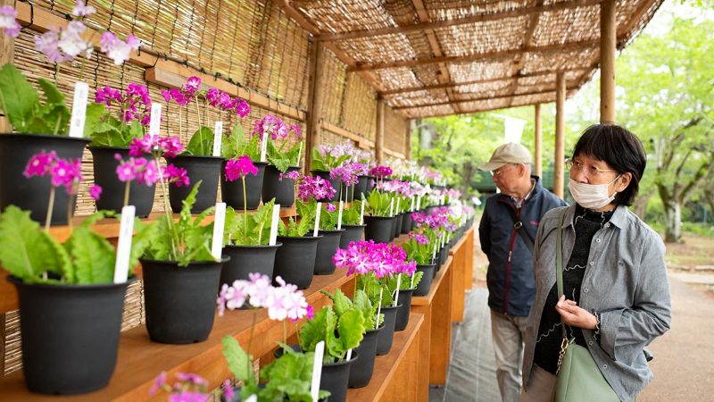 絶滅危惧種のアイドル サクラソウ展始まる 筑波実験植物園