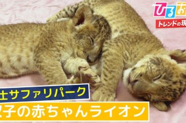 【ひるおび】今だけの癒やし♡双子の赤ちゃんライオン＠富士サファリパーク