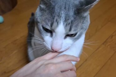 ツンデレアッシュくんのデレ期