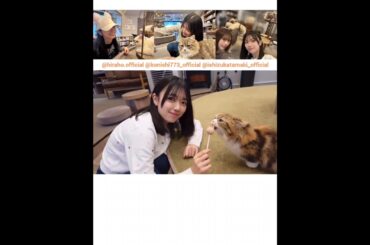 平尾帆夏 小西夏菜実 石塚瑶季 猫カフェ♪日向坂46