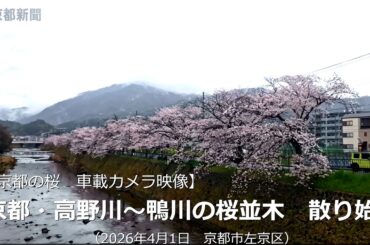 【京都の桜　車載カメラ映像】京都・高野川～鴨川の桜　散り始め（2026年4月1日　京都市内）Cherry blossoms along the Takano River and Kamo River
