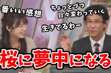 【山岸愛梨・山口剛央】桜プロジェクトの担当者も大喜びしそうなぐらいマイ桜にハマる山口さん【ウェザーニュース切り抜き】