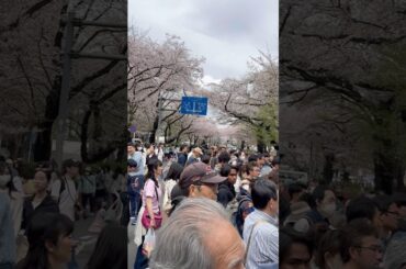 桜祭り♥️#日本#桜井日奈子 #anusca #trending #youtubeshorts ￼