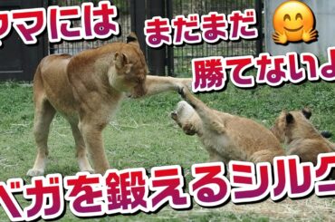ママにはまだまだ勝てないよー【ベガを鍛えるシルクママ👩】 #のんほいパーク #ライオン #アース #旭山動物園 #桐生が岡動物園 #安佐動物園 #lion  #茶臼山動物園 #育児 #ベガ #シルク