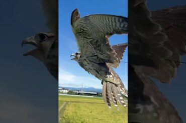 ㊗️190万再生【🔥貴重映像📸】ハヤブサのホバリング(Raptor Hovering in the Sky) #Shorts　#hayabusa  #falcon  #貴重映像 #鳴き声