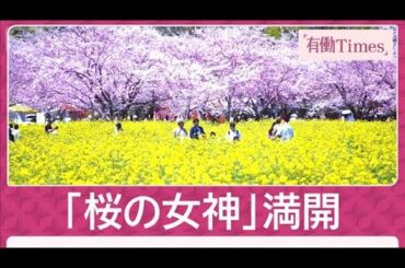 桜と菜の花と古墳 日本唯一“当時の景観”残す 美しく儚き夜桜…盃にひとひらの花(2026年4月5日)