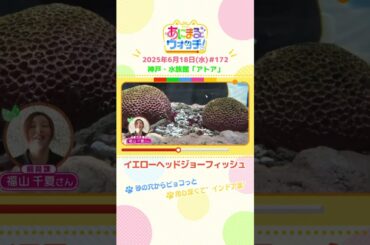 砂の穴からピョコっと！「イエローヘッドジョーフィッシュ」 神戸市「アトア」　#shorts #読売テレビニュース #すまたん #あにまるウォッチ #動物