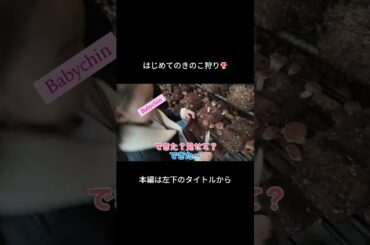 家族できのこ狩りへ