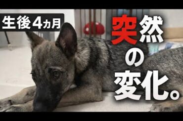 大丈夫やと思ってたのに…突然変わった保護犬