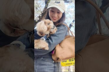 目黒川に桜を見に行きました🌸 #桜井玲香 #花見 #shorts