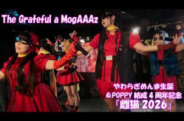 【26 3 28_3】The Grateful a MogAAAz(モガーズ)「やわらぎめんま生誕＆POPPY結成4周年記念『雌猫2026』」