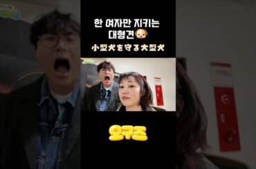 카호만 보이는 최다니엘 チェ・ダニエル、カホにしか見えないんだけど  #高田夏帆 #타카다 카호 #최다니엘 #혼전연애 #오구즈 #かわいい