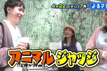 【番宣】動物に選ばれないと食べられない!?😱エミュー様の非情な裁定!?⚖️＆究極のご褒美グルメに大興奮!?✨▽[よるマチ！] 2026/04/22（水）よる7時放送!!