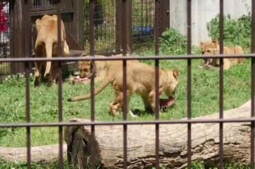 2026.4.19(日)　ライオンのエサやり等　のんほいパーク