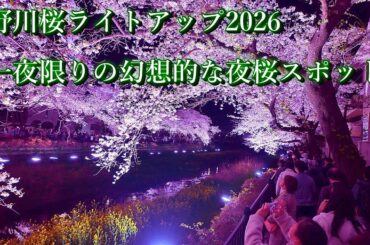 【東京調布】野川桜ライトアップ2026 一夜限りの幻想的な夜桜スポット