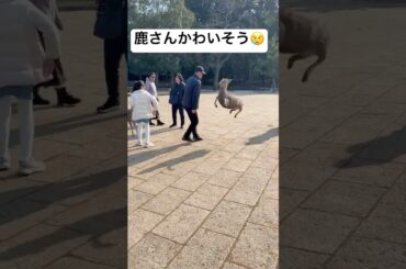 奈良公園の鹿を蹴る中国人をへずまりゅうが成敗！！　#shortvideo #shorts #奈良  #奈良公園 #鹿 #おすすめ