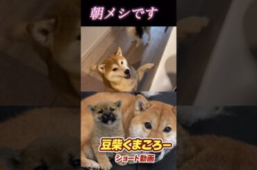 🐕くまころー&そら&飼い主🐕 柴犬とパピヨンと飼い主の日常をUP しています😊