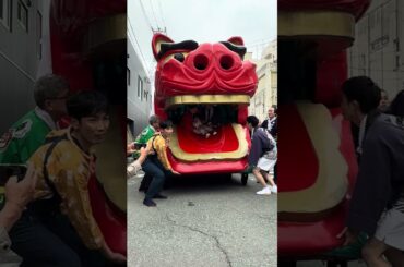 #shorts 日和ちゃん  獅子パックン🦁　酒田祭り本祭りにて　2025年5月20日　IMG 9213
