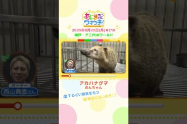 するどい嗅覚をもつ！「アカハナグマ」 神戸「アニPONワールド」　#shorts #読売テレビニュース #すまたん #あにまるウォッチ #動物