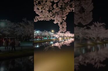 「弘前桜シンメトリー」夜。　　　これが見たくて。。。8万円かけてしまいました。。。。アホウです。🤣😱😁　 #富士山ライブカメラ #中央本線ライブカメラ #オリオン座流星群　#弘前　#hirosaki