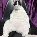 ［わが家のアイドル］幸せ太り？ | わが家のアイドル | 沖縄タイムス＋プラス