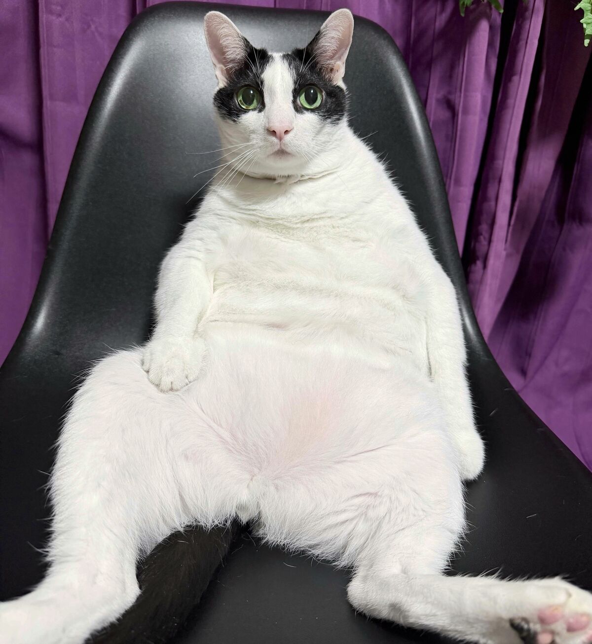 ［わが家のアイドル］幸せ太り？ | わが家のアイドル | 沖縄タイムス＋プラス