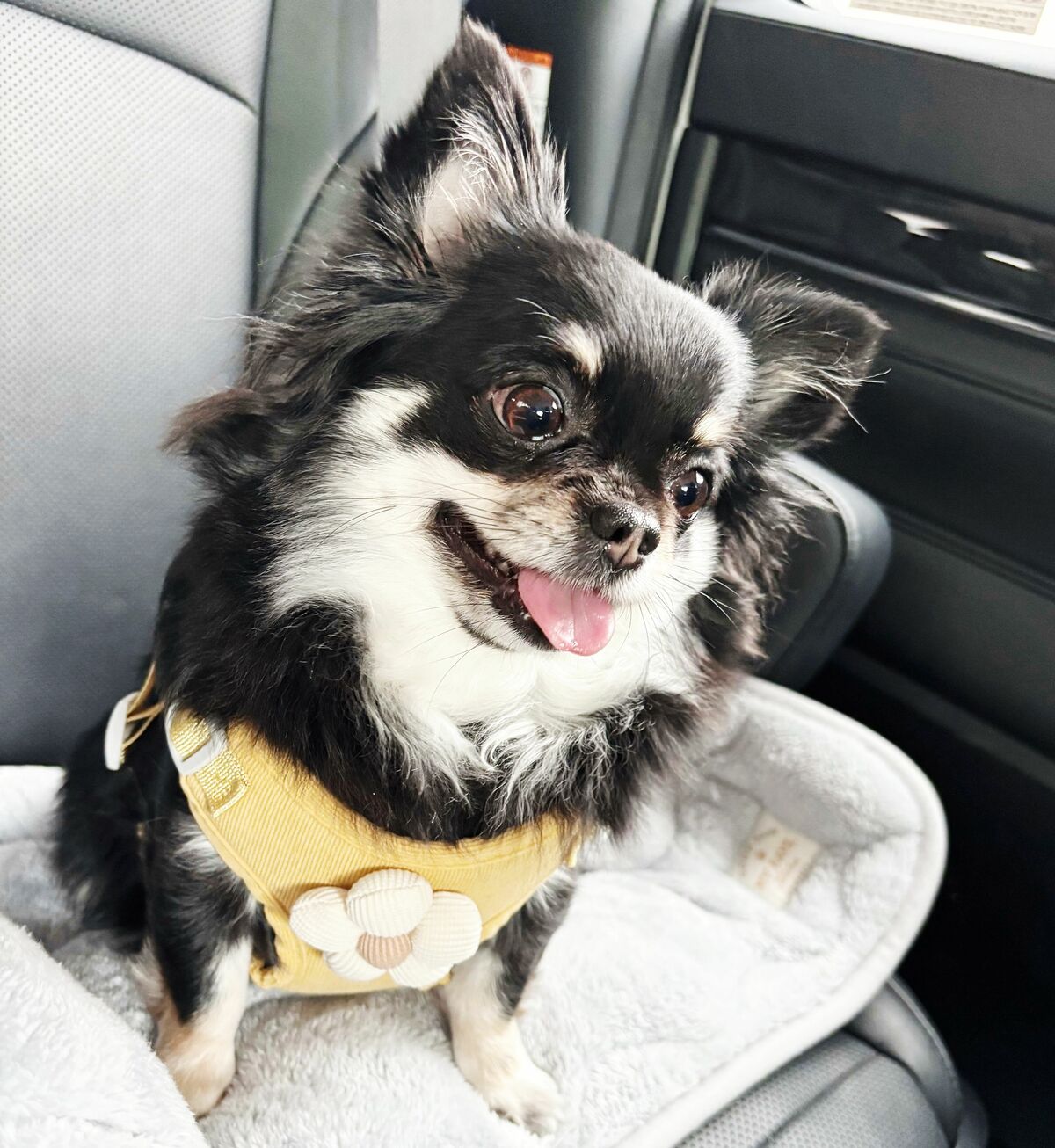 ［わが家のアイドル］うれしくてうるうる | わが家のアイドル | 沖縄タイムス＋プラス