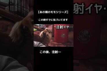 ドライブのはずが…モモが固まった理由