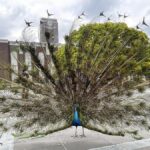 京都大学 のアイドル・クジャク「サカタニ」は今日も羽を広げてキャンパスを悠然と歩く…非公認サークルの創設者が卵から孵化、同好会で飼育 : 読売新聞