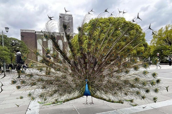 おとなしい性格で、学生らからの写真撮影にも快く応じるサカタニ（京都市で）