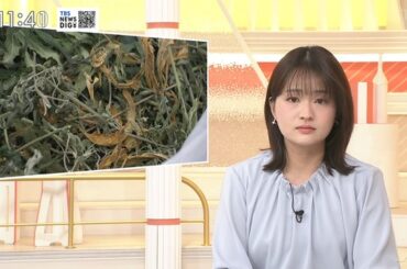 【画像】今日の篠原梨菜さん　4.2