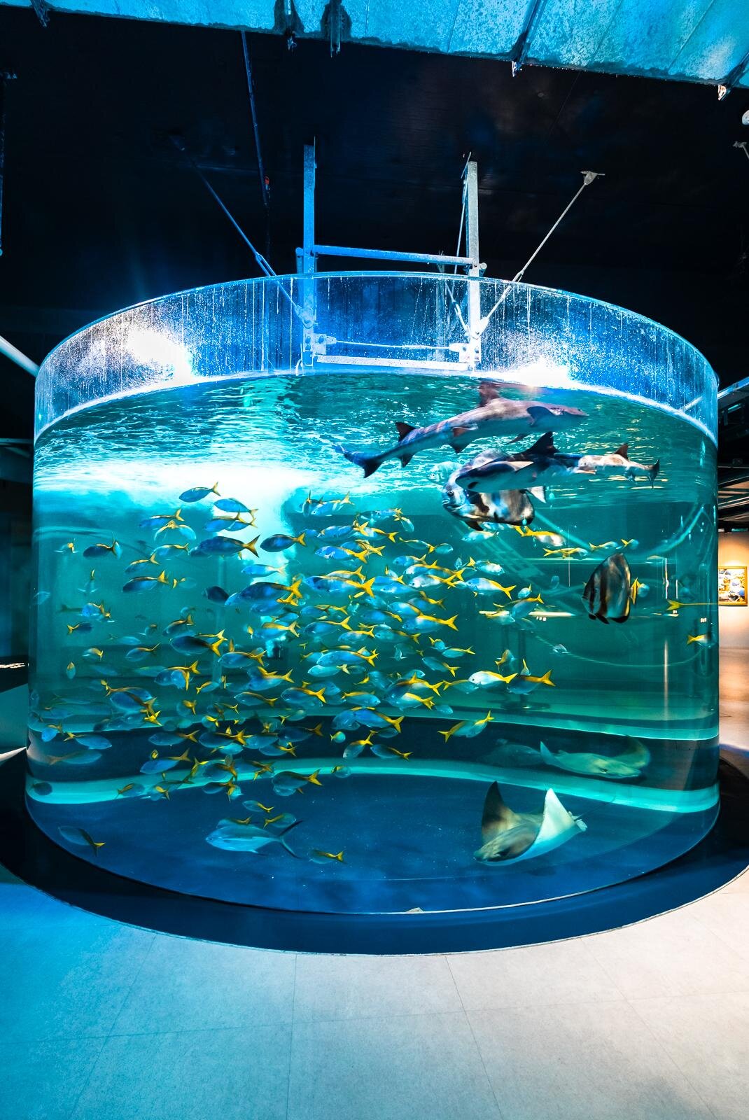 神戸「アトア」アート没入型水族館、5周年記念“ペンギン”の証明写真風シール＆カワウソスイーツ｜写真1